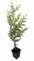 Thuja plicata Zebrina M10 